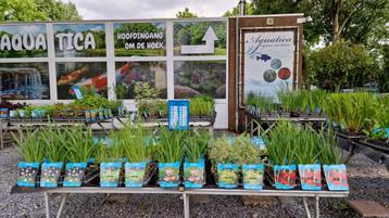 Waterplanten/vijverplanten/zuurstofplanten/specialist beschikbaar voor biedingen