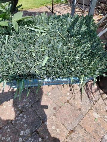 winter preiplanten te koop beschikbaar voor biedingen