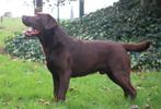 Labrador, België, Reu, CDV (hondenziekte), Labrador retriever