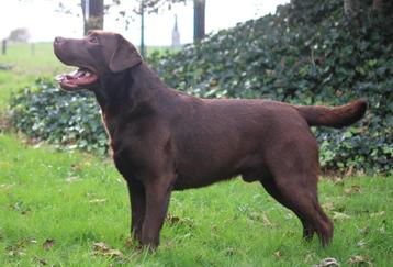 Labrador beschikbaar voor biedingen
