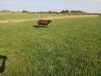 Schapen ooi