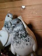 Boedapest hoogvliegers Sportduiven koppel, Dieren en Toebehoren, Vogels | Duiven, Overige soorten
