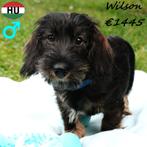 Teckel Ruwhaar pups - Nelson, Wilson, Elton & Anton, 15 weken tot 1 jaar, Buitenland, CDV (hondenziekte), Dwerg