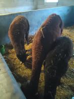 Alpaca koppel met jong, Plusieurs animaux, Autres espèces