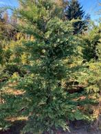 Cupressocyparis Leylandii Conifeer 200/+ met kluit, Tuin en Terras, Ophalen, Conifeer, Haag, 100 tot 250 cm