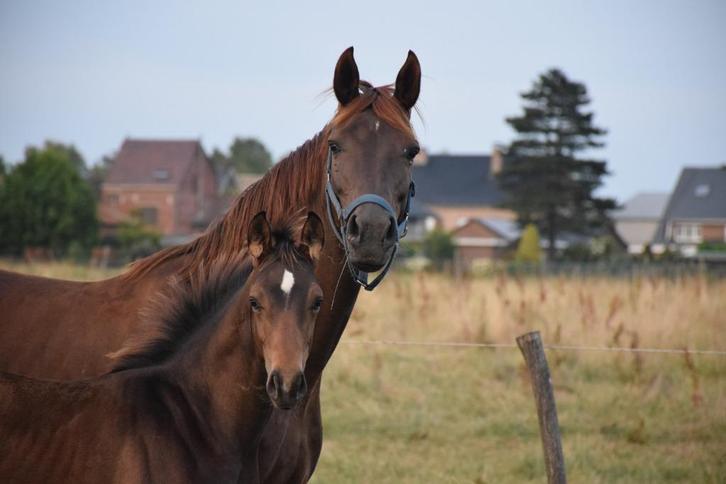 Top Colt by Escolar x Full Sister to World Champion Florenci, Dieren en Toebehoren, Paarden, Hengst, Onbeleerd, 165 tot 170 cm