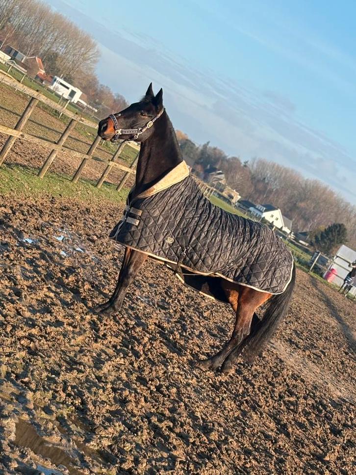 Halve stal aangeboden, Animaux & Accessoires, Poneys