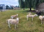 Easy care volwassen ooien, Dieren en Toebehoren, Schapen, Geiten en Varkens, Vrouwelijk, Schaap, 3 tot 5 jaar