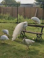 Witte pauwen, Dieren en Toebehoren, Overige Dieren, Mei, Mannelijk
