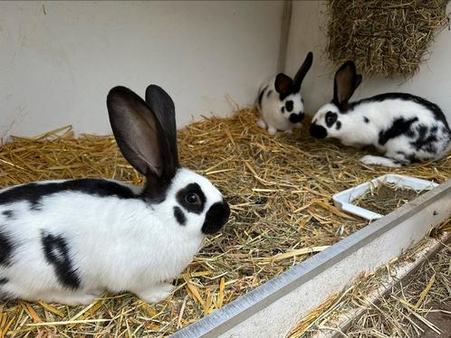 Lieve konijntjes zoeken goede thuis groot ras, Animaux & Accessoires, Lapins, Grand