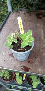 Ananasmunt, Vaste plant, Ophalen of Verzenden, Halfschaduw, Kruiden