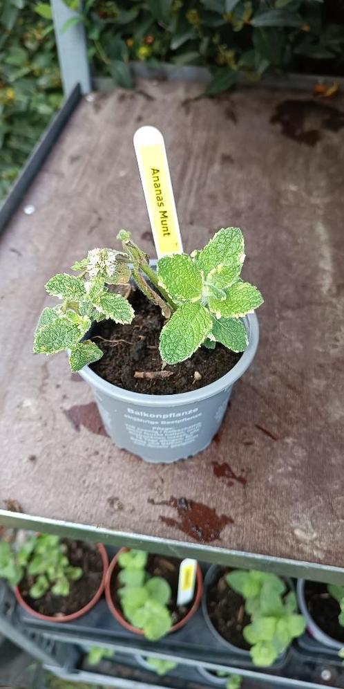 Ananasmunt, Tuin en Terras, Planten | Tuinplanten, Vaste plant, Kruiden, Halfschaduw, Zomer, Ophalen of Verzenden