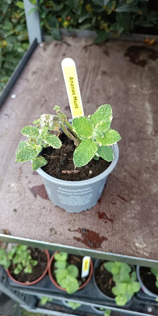 Ananasmunt, Tuin en Terras, Planten | Tuinplanten, Vaste plant, Kruiden, Halfschaduw, Zomer, Ophalen of Verzenden