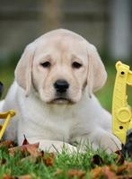 Labrador pups, Dieren en Toebehoren, België, Reu, CDV (hondenziekte), 8 tot 15 weken