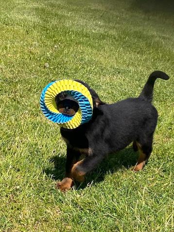 Rottweiler teefjes beschikbaar voor biedingen