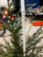 Taxus kluit planten maat 60-80. ( 48 stuks), Tuin en Terras, Ophalen, Overige soorten, Minder dan 100 cm