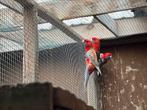 Pennant rosella 2025 (pastel rood), Dieren en Toebehoren, Vogels | Parkieten en Papegaaien, Parkiet, Geringd