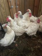Bruine en witte legkippen te koop, Dieren en Toebehoren, Pluimvee, Vrouwelijk, Kip