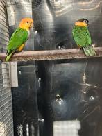 Rust head Caique, Animaux & Accessoires, Mâle, Perruche, Bagué