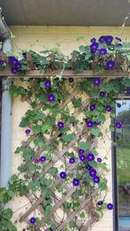 Ipomoea purpurea - Blauwe winde, Tuin en Terras, Ophalen, Volle zon, Eenjarig, Klimplanten