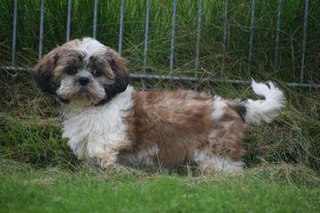 Shih-tzu pups Prachtig behaard nieuw nestje beschikbaar voor biedingen