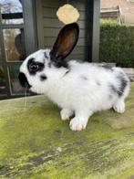 Lapins papillons, Animaux & Accessoires, Lapins
