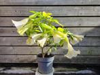 Rabarber plant en pot. 5€, Ophalen