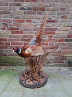 Faisan récemment monté, taxidermie, chasse, crâne, oiseau, b, Enlèvement, Oiseaux, Animal empaillé