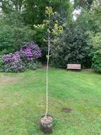 walnotenboom 2.5m hoog in pot, Ophalen of Verzenden, In pot, Walnotenboom