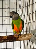 Bonte boer of Senegalpapegaai, Animaux & Accessoires, Oiseaux | Perruches & Perroquets, Mâle, Perroquet, Bagué