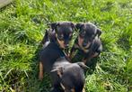 Lieve dwerg pinscher pups, Dieren en Toebehoren, Honden | Bulldogs, Pinschers en Molossers, België, Overige rassen, CDV (hondenziekte)