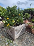 Appelsienboom met paddock bak van 1m x 1 m, Tuin en Terras, Ophalen