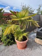 palmboom winterhard, Tuin en Terras, Planten | Bomen, In pot, Volle zon, Ophalen, Palmboom
