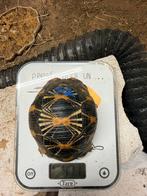 Tortue radiata, Dieren en Toebehoren, Reptielen en Amfibieën, Schildpad