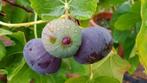 Figuier, Jardin & Terrasse, Plantes | Arbres fruitiers, Enlèvement, Figuier