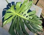 Monstera Deliciosa mint variegata, Ophalen
