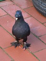 Turkse takla duiven, Mannelijk, Overige soorten