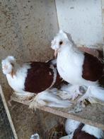 Saksische kleurduiven, Dieren en Toebehoren