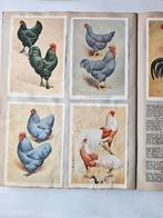 Fort prentenboek - Dieren van België, Verzamelen, Ophalen of Verzenden