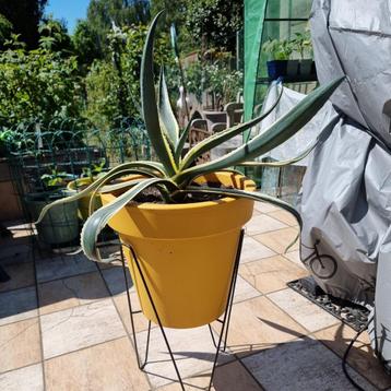 Zeer mooie grote universele plant Agave Americana  beschikbaar voor biedingen