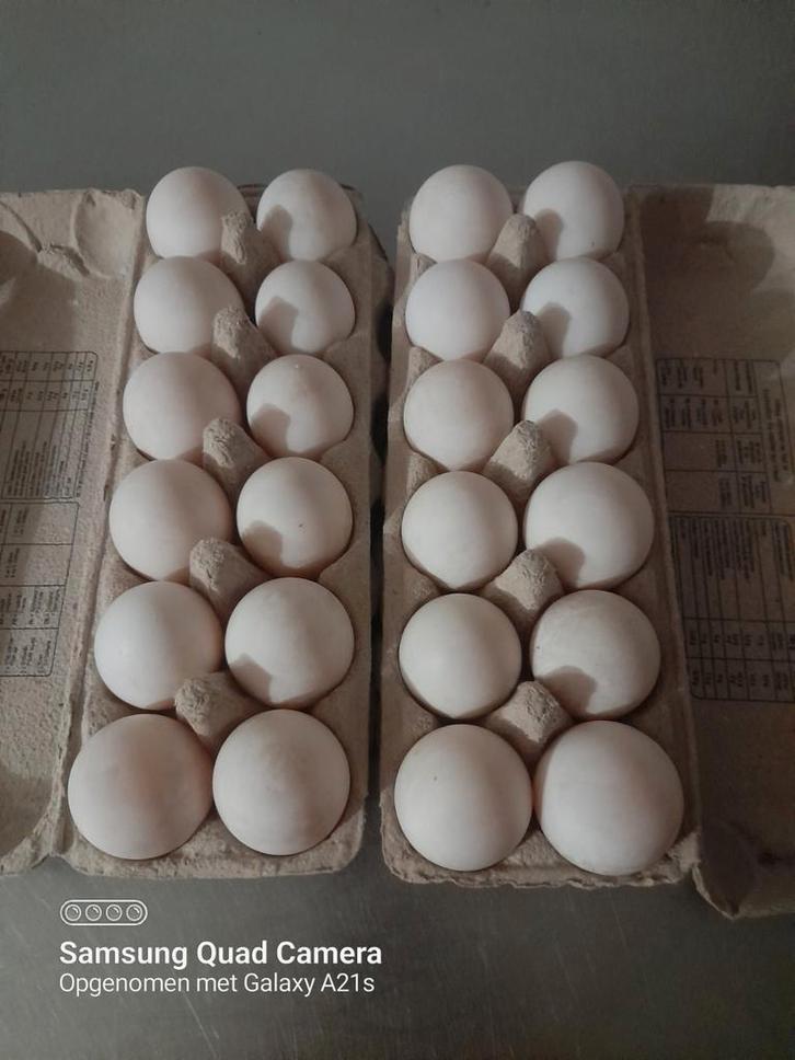 Broedeieren Pekingeenden, Dieren en Toebehoren, Pluimvee | Toebehoren, Ophalen of Verzenden