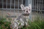 Franse bulldog pups 💖💖💖, Dieren en Toebehoren, Honden | Bulldogs, Pinschers en Molossers, 15 weken tot 1 jaar, Buitenland, CDV (hondenziekte)