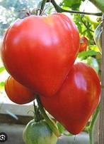 5 zaden tomaat Voljusko Heart - hartvormige vleestomaat, Tuin en Terras, Verzenden, Voorjaar, Volle zon, Zaad