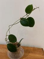 Hoya Quinquenera, Huis en Inrichting, Ophalen