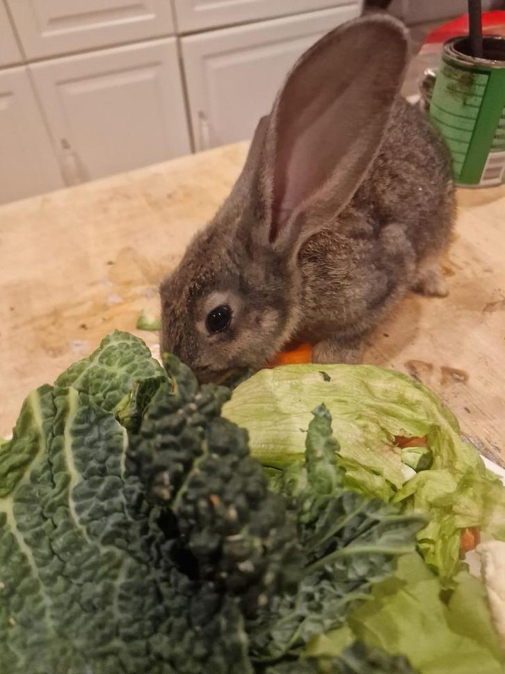 Verschillende Duitse Reus Konijnen te koop, Dieren en Toebehoren, Konijnen, Groot, Meerdere dieren, 0 tot 2 jaar