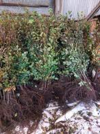 Beuk, haagplanten rood en groen, Tuin en Terras, Planten | Struiken en Hagen, Ophalen, Beukenhaag, Haag, 100 tot 250 cm