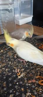 Valkparkiet 4 baby's van 2 maanden, Dieren en Toebehoren, Vogels | Parkieten en Papegaaien