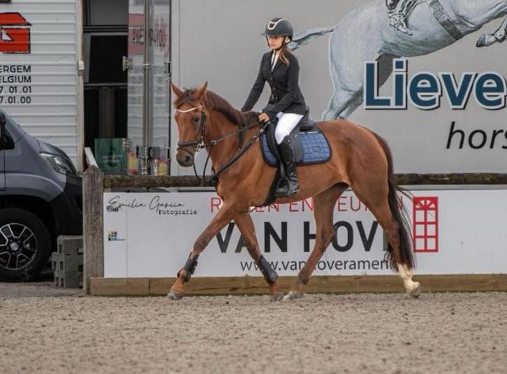 recreatie paard te koop, Animaux & Accessoires, Chevaux, Jument, Débourré, 165 à 170 cm, 11 ans ou plus, Cheval de dressage