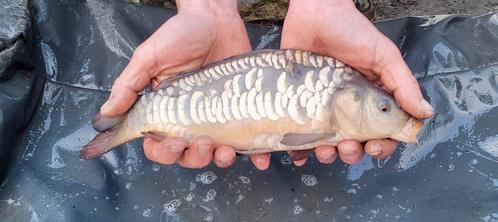 Spiegel karpers 250/500gr, Dieren en Toebehoren, Vissen | Vijvervissen, Karper of Koi
