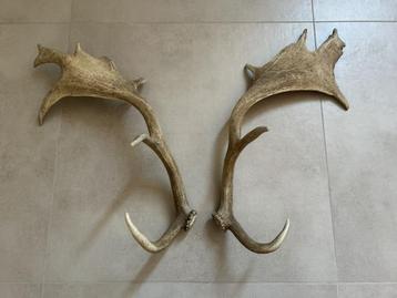 Decoratieve geweien, los koppel hert damhert eland beschikbaar voor biedingen